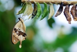 Butterfly hangs from a cocoon on a tree branch