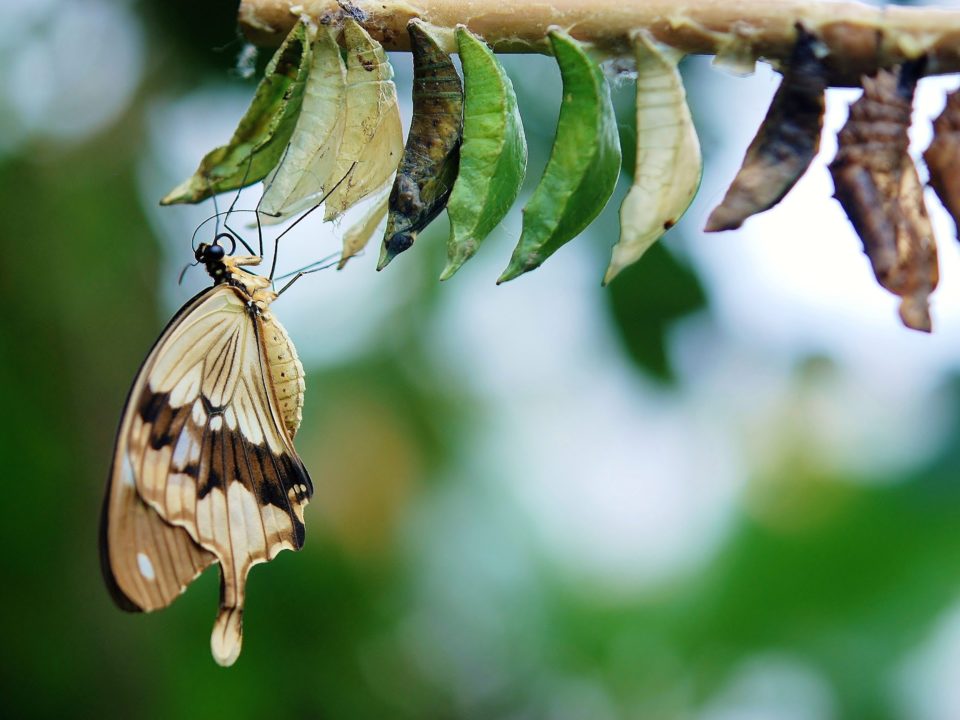 Butterfly hangs from a cocoon on a tree branch