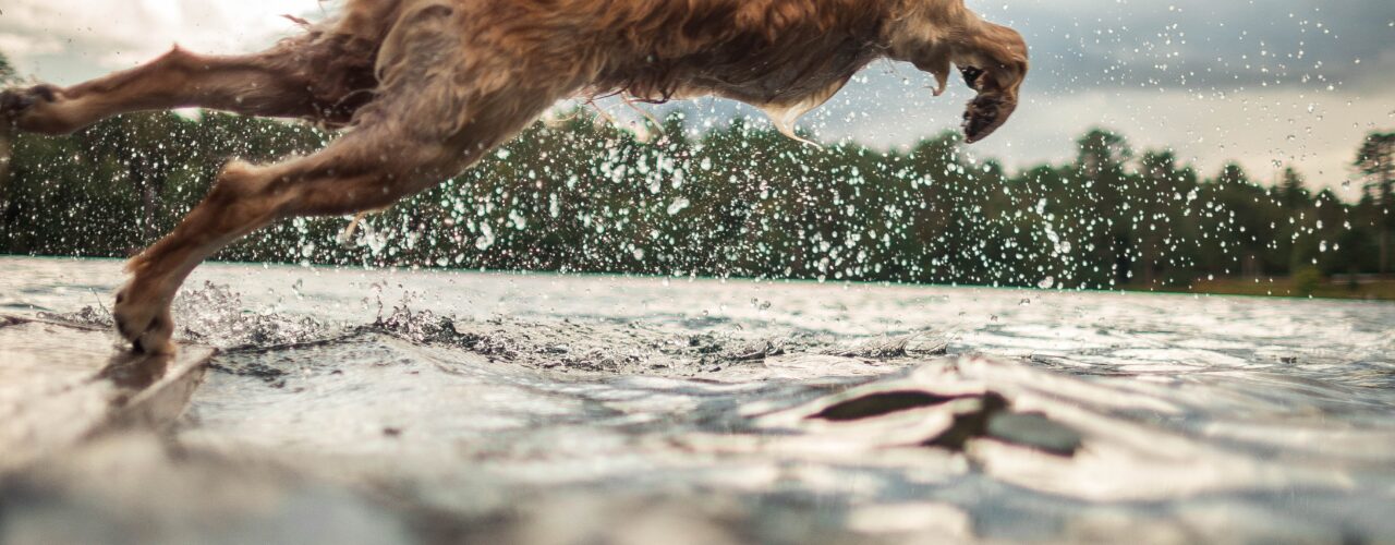 Photo of a golden retriever dog jumping into a body of water