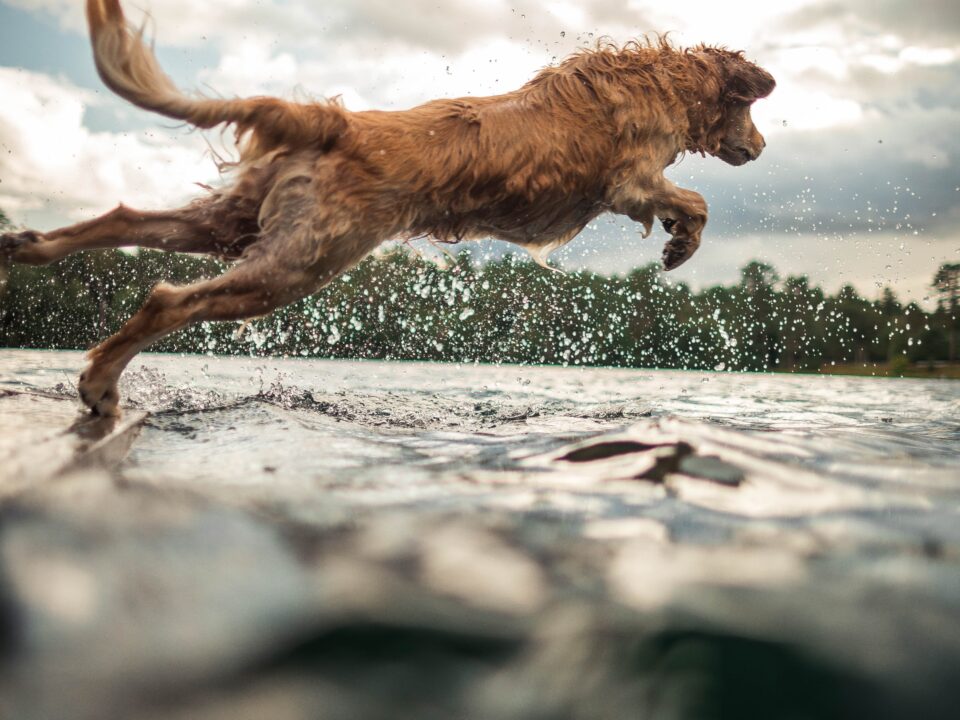 Photo of a golden retriever dog jumping into a body of water